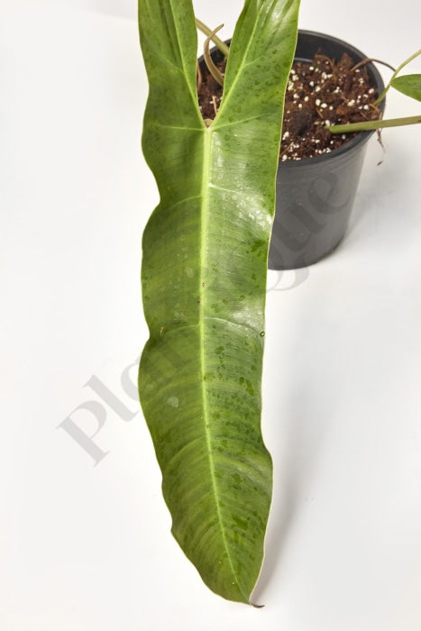Philodendron Atabapoense Kamerplant