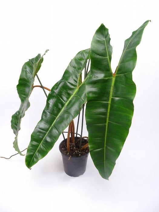 Philodendron Billietiae (Grote Plant) Kamerplant