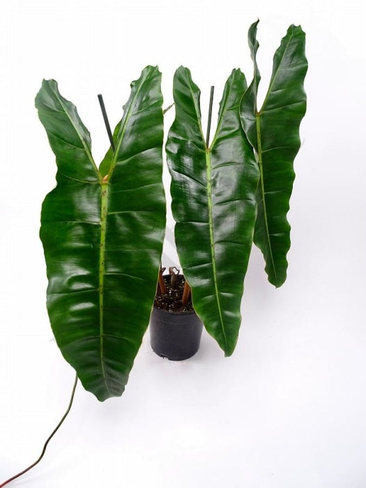Philodendron Billietiae (Grote Plant) Kamerplant