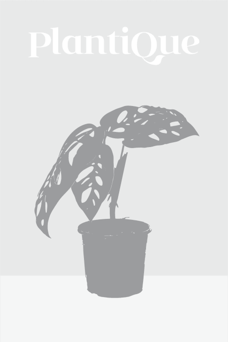 Philodendron Billietiae Green/Variegata (Cutting) Kamerplant