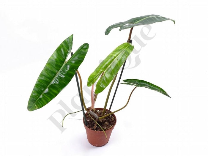 Philodendron Billietiae (Medium Plant) Kamerplant