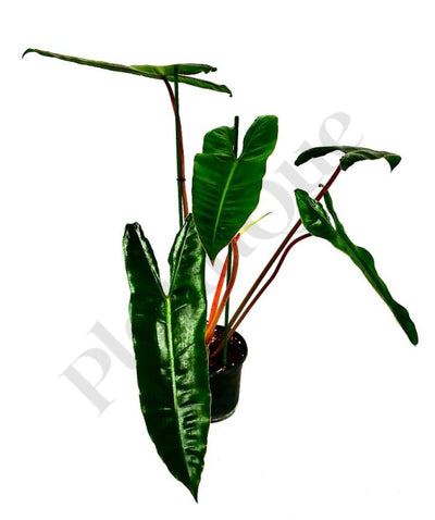 Philodendron Billietiae (Medium Plant) Kamerplant