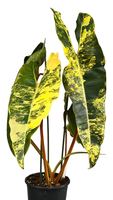 Philodendron Billietiae Variegata Kamerplant