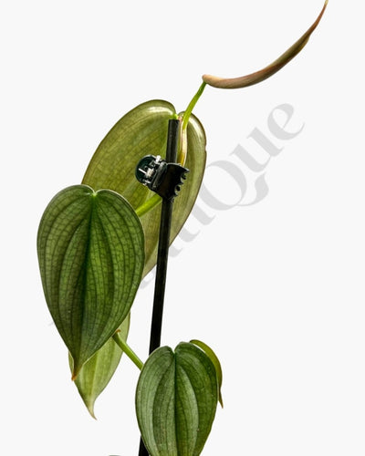 Philodendron Burle Marx Fantasy Kamerplant