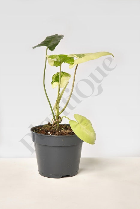 Philodendron Burle Marx Variegata Small Kamerplant