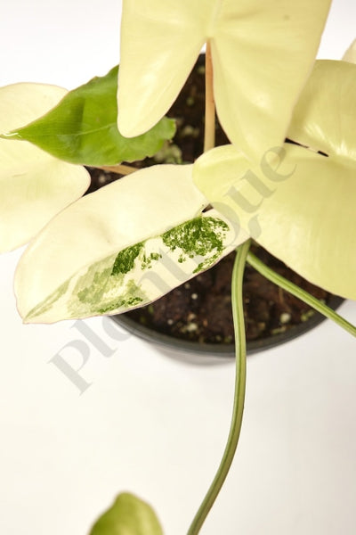Philodendron Burle Marx Variegata Small Kamerplant
