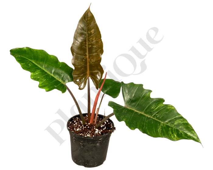 Philodendron Caramel Marble (No Variegata) Kamerplant