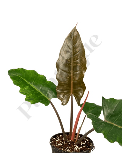 Philodendron Caramel Marble (No Variegata) Kamerplant