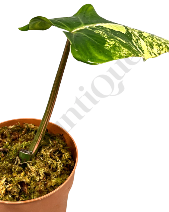 Philodendron Domesticum Variegated (Fresh Stem Cutting. One Leaf) Kamerplant