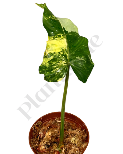 Philodendron Domesticum Variegated (Fresh Stem Cutting. One Leaf) Kamerplant