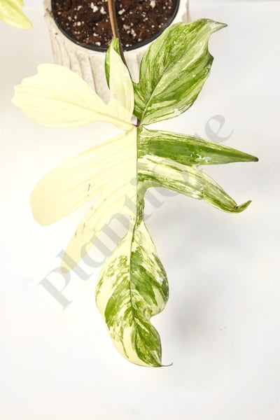 Philodendron Florida Beauty Kamerplant