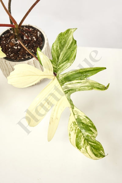 Philodendron Florida Beauty Kamerplant
