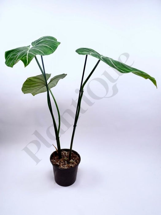 Philodendron Gloriosum Grote Plant Kamerplant