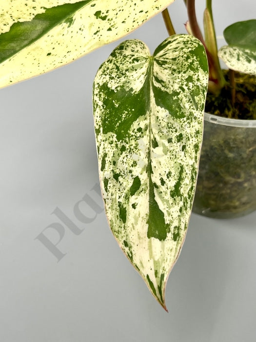 Philodendron Ilsemanii (3 Leaves (3/4) Kamerplant