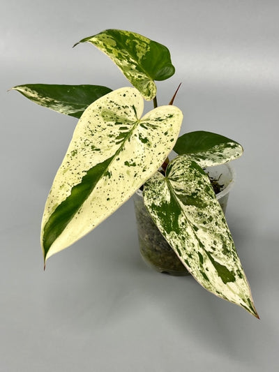 Philodendron Ilsemanii (3 Leaves (3/4) Kamerplant