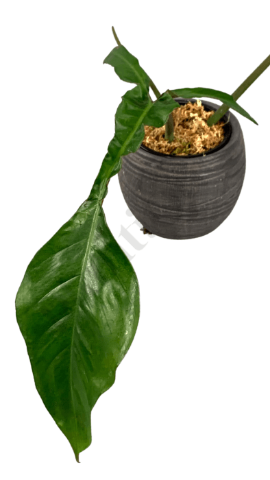 Philodendron Joepii Kamerplant