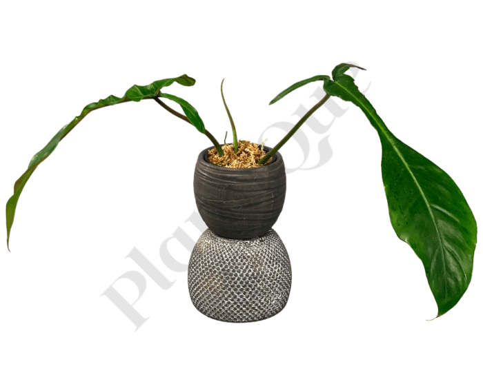 Philodendron Joepii Kamerplant