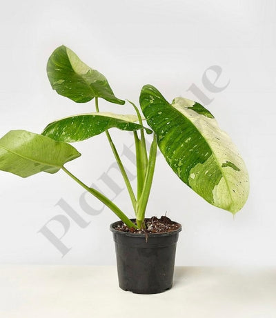 Philodendron Jose Buono (Mooie Variegata) Kamerplant