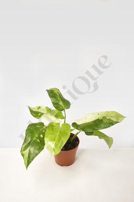 Philodendron Jose Buono (2-3 Leaves) (Nice Variegation) Kamerplant