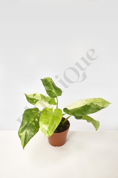 Philodendron Jose Buono (2-3 Leaves) (Nice Variegation) Kamerplant