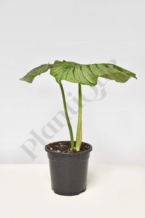 Philodendron Mamei Kamerplant