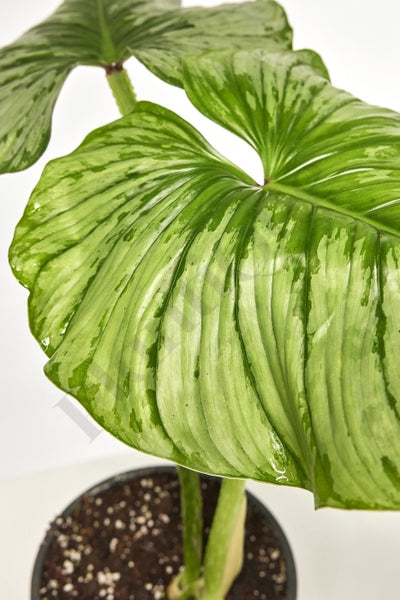 Philodendron Mamei Kamerplant