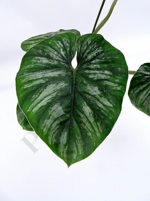 Philodendron Mamei (Selectie 2) Donker Zilver Blad Kamerplant