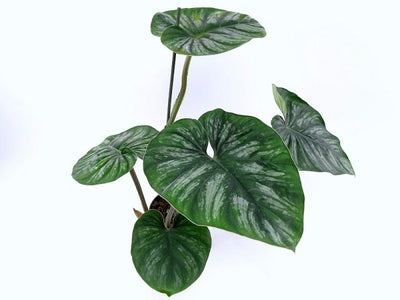 Philodendron Mamei (Selectie 2) Donker Zilver Blad Kamerplant