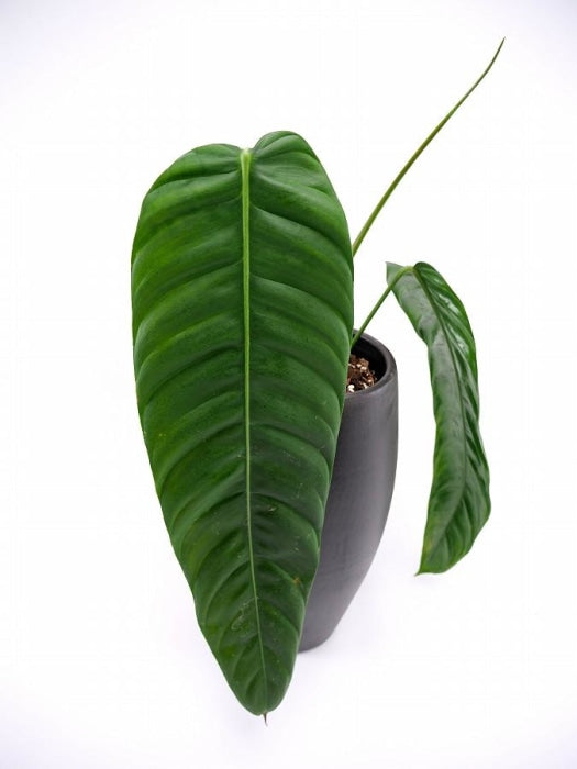Philodendron Patriciae Kamerplant