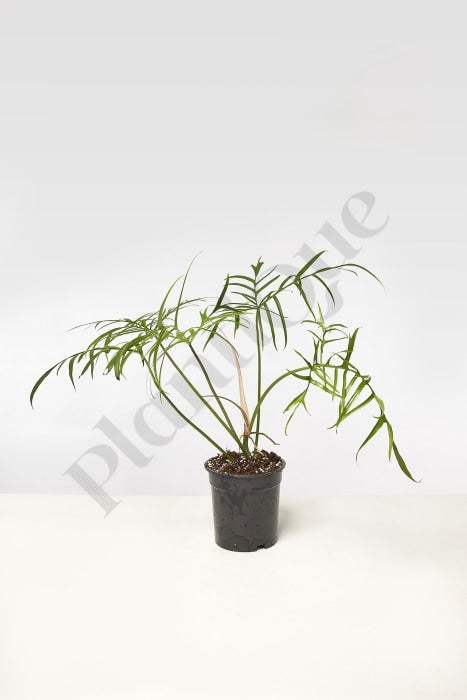 Philodendron Polypodioides Kamerplant