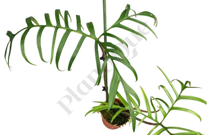 Philodendron Polypodioides Kamerplant