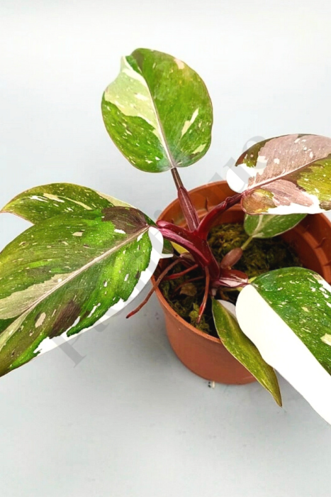 Philodendron Red Anderson Kamerplant