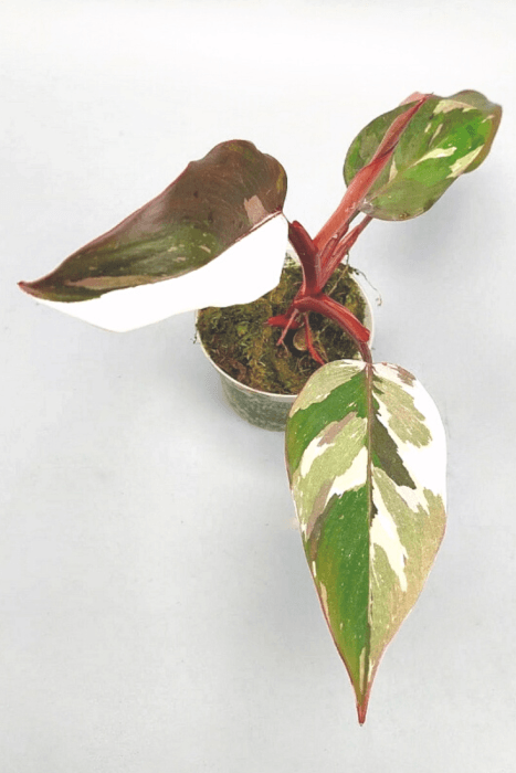 Philodendron Red Anderson Kamerplant