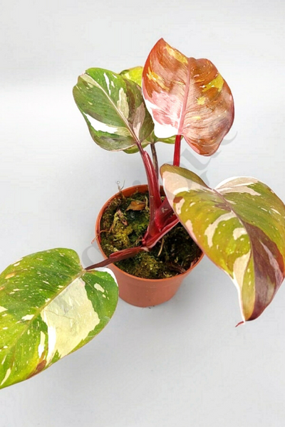 Philodendron Red Anderson Less Variegation Kamerplant