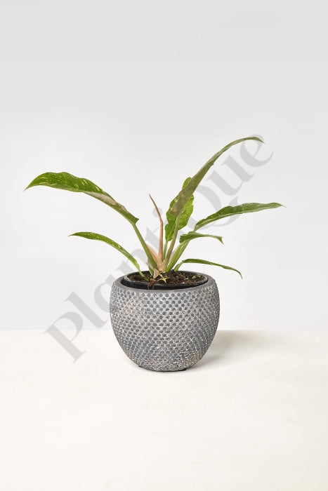 Philodendron Ring Of Fire Kamerplant