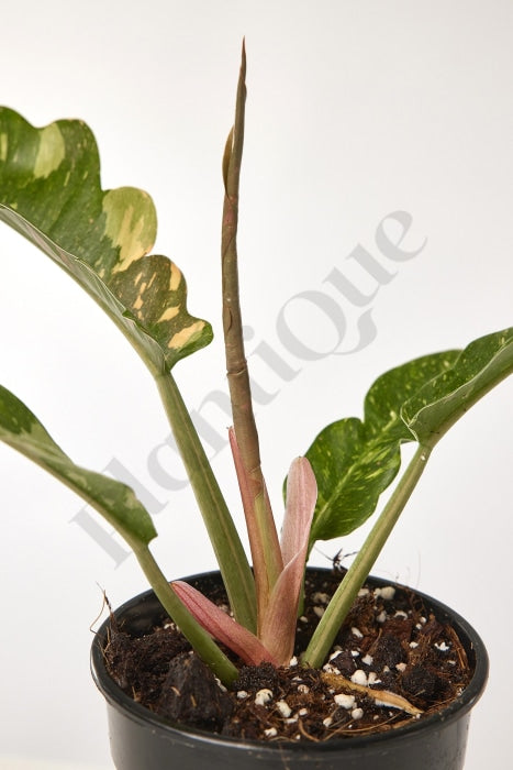 Philodendron Ring Of Fire Kamerplant