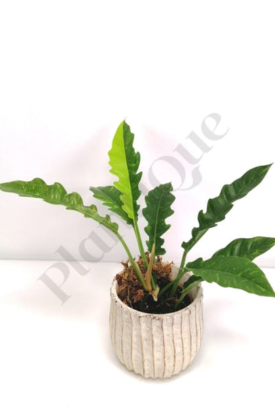 Philodendron Ring Of Fire Half Moon