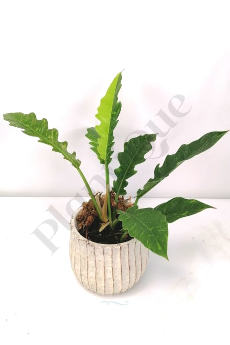 Philodendron Ring Of Fire Half Moon