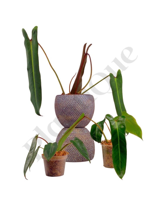 Kopie Van Philodendron Spiritus Sancti Kamerplant