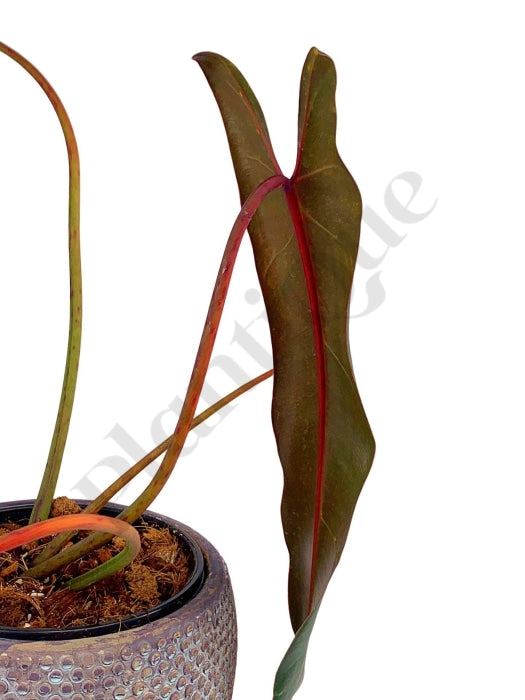 Kopie Van Philodendron Spiritus Sancti Kamerplant
