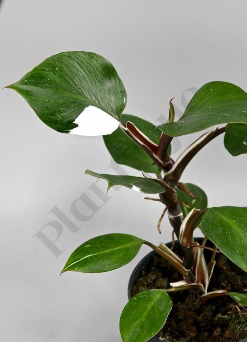 Philodendron White Knight Kamerplant