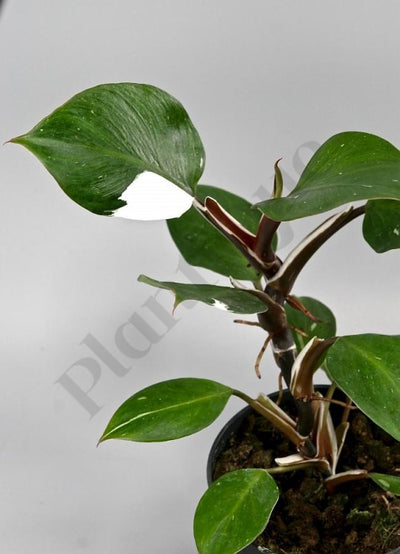 Philodendron White Knight Kamerplant