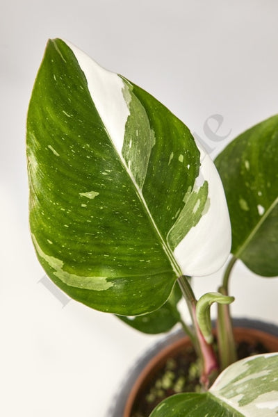 Philodendron White Princess (4-5 Leaves) Kamerplant