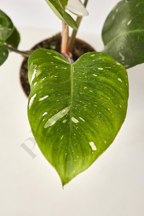 Philodendron White Princess (4-5 Leaves) Kamerplant