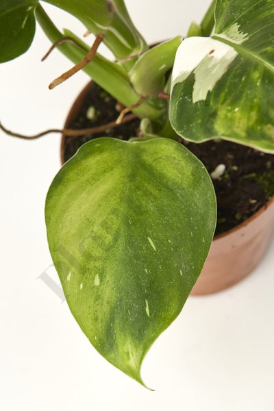 Philodendron White Wizard (Less Variegated) Kamerplant