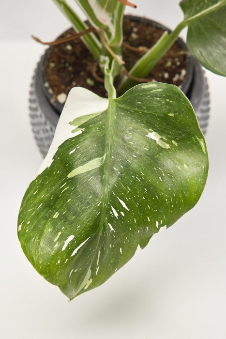Philodendron White Wizard Kamerplant