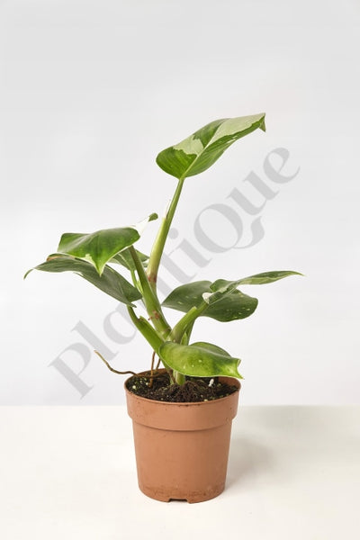 Philodendron White Wizard (Less Variegated) Kamerplant
