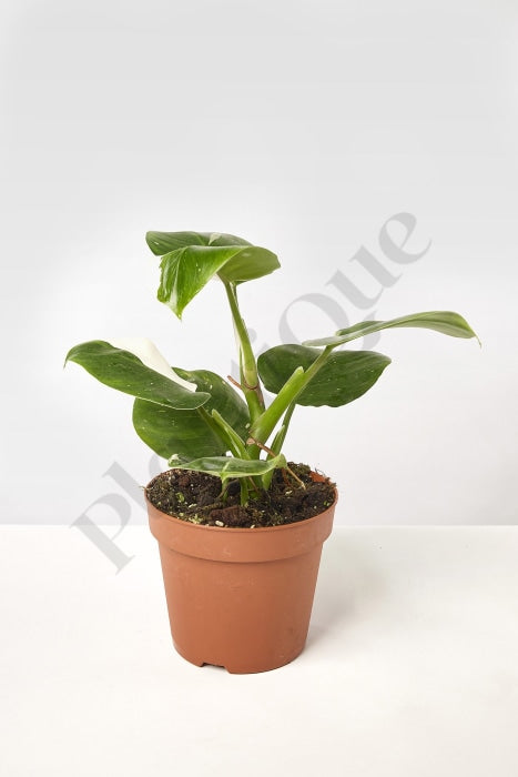 Philodendron White Wizard Kamerplant