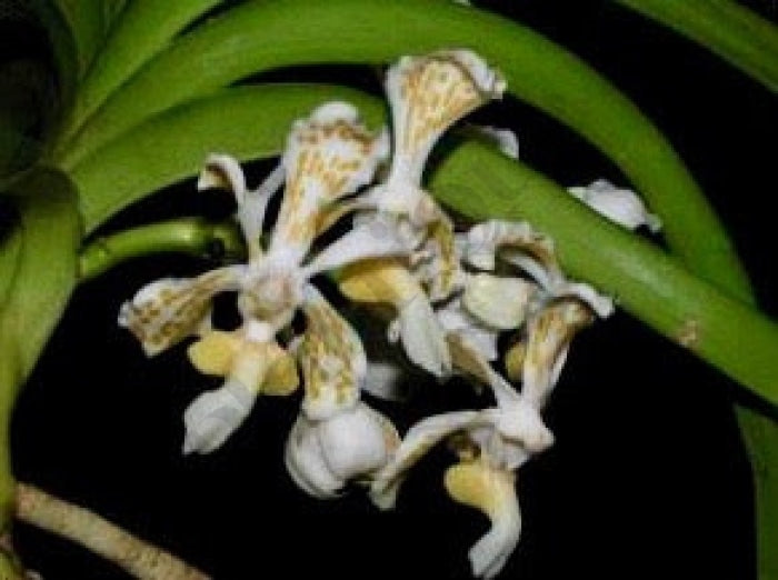 Vanda Tricolor Var. Alba Kamerplant